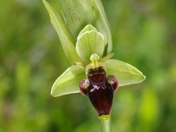 Ophrys_scolopax_forme_verte_Oseja_de_Sajambre_Picos_de_Europa-min